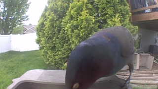 rock pigeon