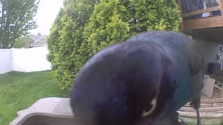 common grackle