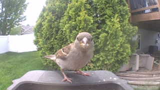 house sparrow