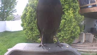 american crow