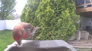 american robin