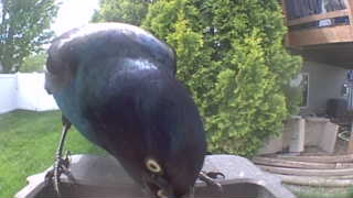 common grackle