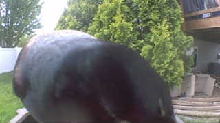 common grackle
