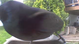 common grackle