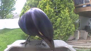 common grackle