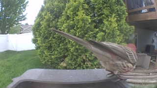 black-billed cuckoo