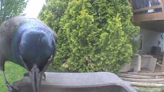 common grackle