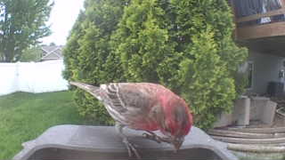house finch
