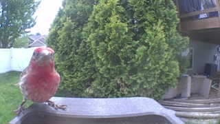 house finch