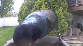 common grackle