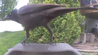 common grackle