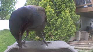 american crow