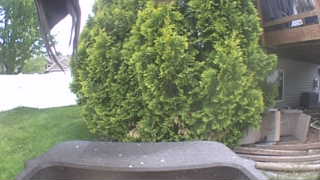 Unidentified clip