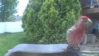 house finch