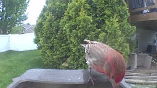 house finch