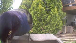 common grackle