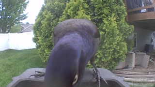 american crow