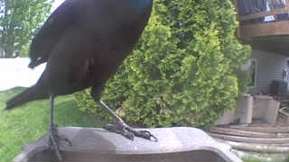 common grackle