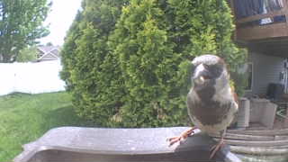 house sparrow