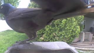 common grackle