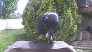 american crow