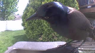 common grackle