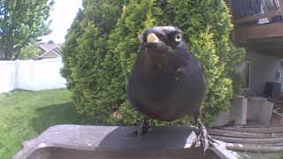 common grackle