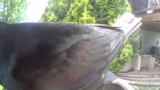 common grackle