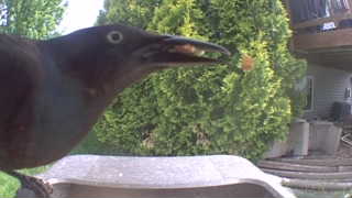 common grackle