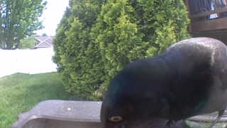 common grackle