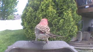 purple finch
