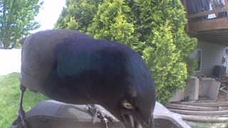 common grackle