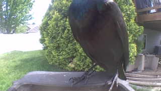 american crow