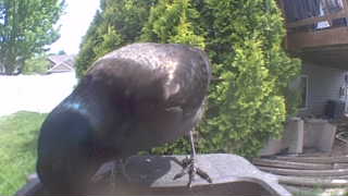 common grackle