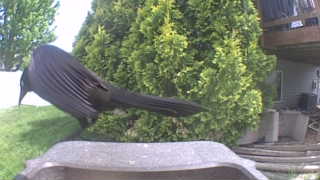 american crow