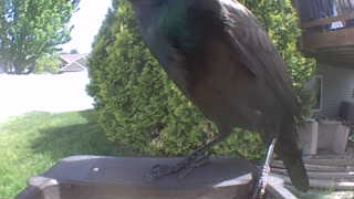 common grackle
