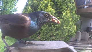 common grackle
