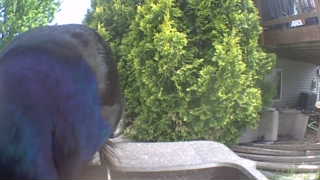 common grackle