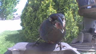 american crow