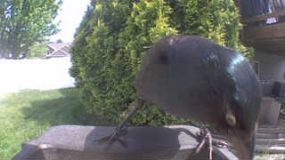 european starling