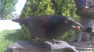 common grackle