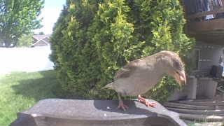 house sparrow