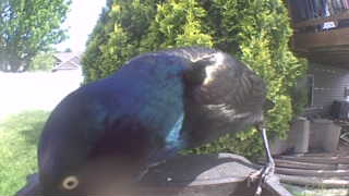 common grackle