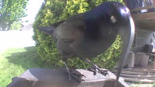 common grackle
