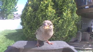 house sparrow