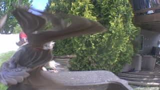 rock dove