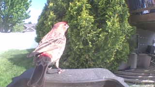 house finch