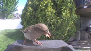 house sparrow