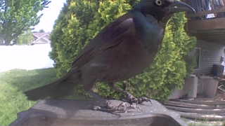 common grackle