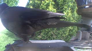 american crow